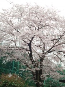 中央林間も満開です