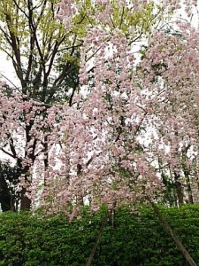 春の自然現象！気を付けていただきたい屋根トラブル