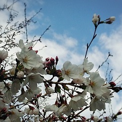 もうすぐ４月です！