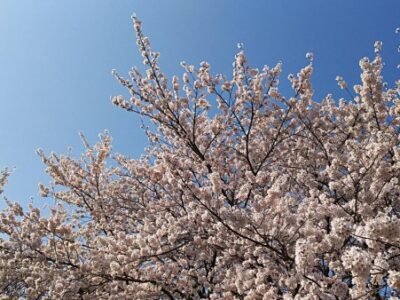 桜の季節に桜の床材はいかがでしょうか？